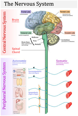 Nervous System - AP biology