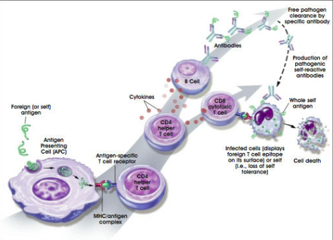 Immune System - AP biology