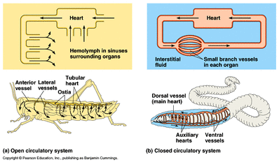 circulatory systems system insects open circulation closed insect grasshopper earthworm biology human locust comparative why blood heart animal ap fish